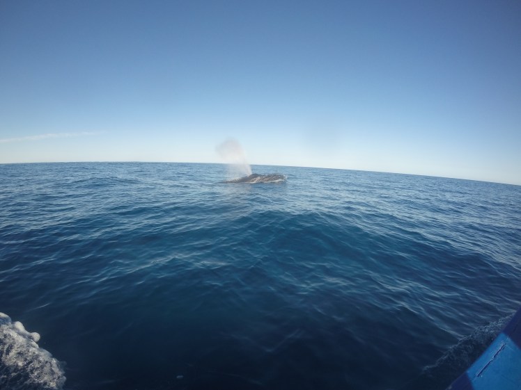 DCIM100GOPROGOPR0812.