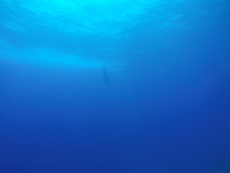 DCIM100GOPROGOPR1928.