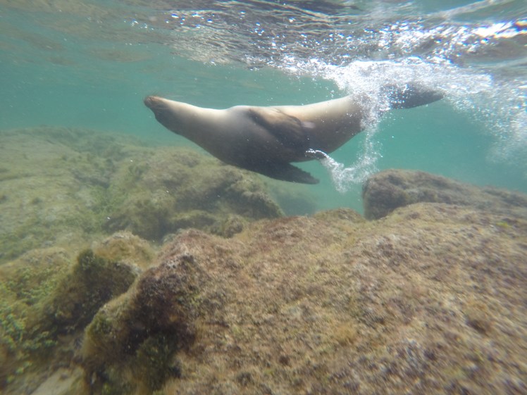 DCIM100GOPROGOPR2042.